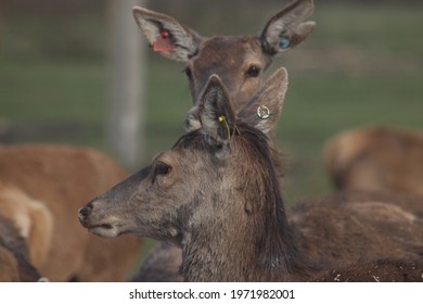 Deer on the farm in Ukraine - Shutterstock ID 1971982001