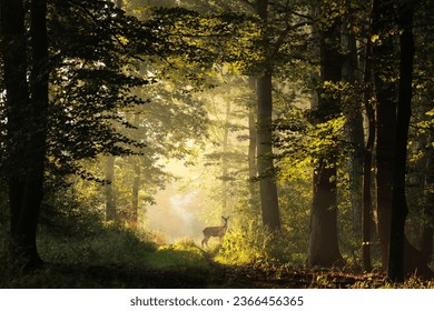 Deer on a forest path during sunrise in early autumn.