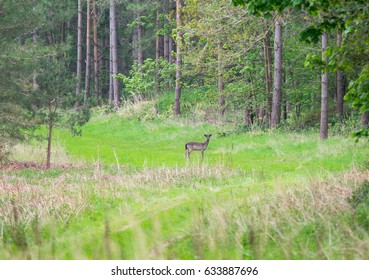 Deer on forest path looking at camera