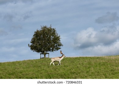 Deer on hill