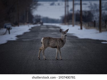 Deer On A Lonely Back Road Kittitas County Ellensberg Washington