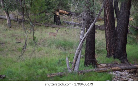 Deer On Mount Graham In Arizona