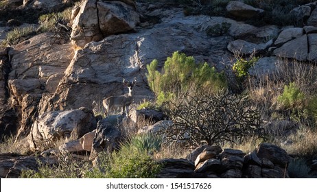 Deer On Mount Lemmon, Arizona