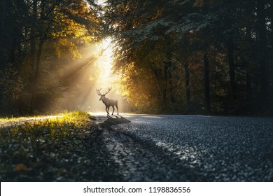 Deer On A Road