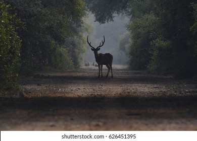 Deer On the road