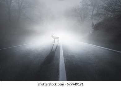 Deer On A Road At Fog In Autumn