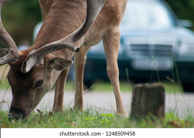 Deer On The Road In UK