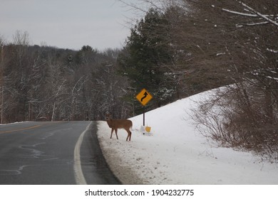 Deer On The Side Of A Snowy Road Upstate New York