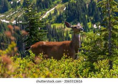 751 Mount Rainier Wildlife Images, Stock Photos & Vectors | Shutterstock