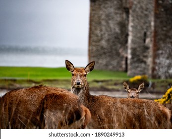 Deer On A Small Scotish Island