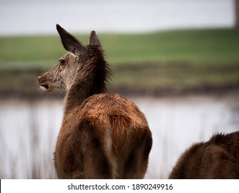 Deer On A Small Scotish Island