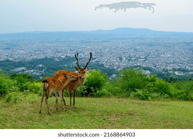 Deer On Top Of A Hill Overlooking Nara City