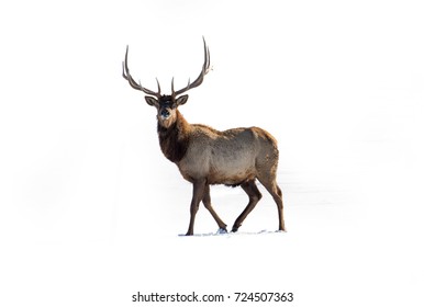 Deer On White Background