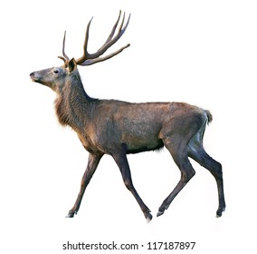 Deer On A White Background With Detail Traced Hair