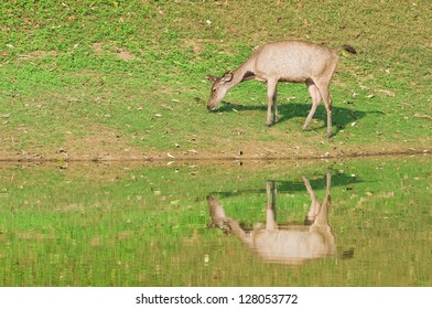 Deer over the forest