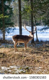 Deer with pack in the clearing in winter