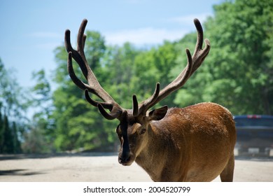 Deer In Parc Omega, Ontario