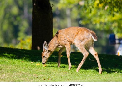 Deer in park