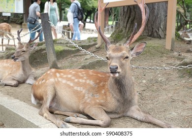 deer in the park