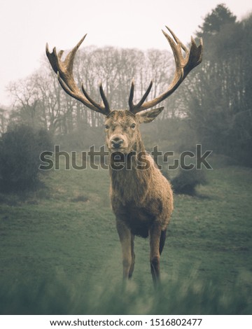 Similar – Image, Stock Photo no a Hirsch Nature Animal