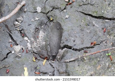 Deer Paw Print In The Dirt Footprints Animal Wild