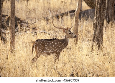 Deer At Pench National Park Jabalpur India