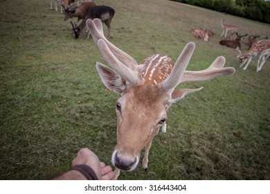 Deer At Phoenix Park, Dublin