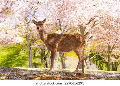 Deer with Pink Sakura Trees Background in Spring at Nara Park, Nara, Japan - Powered by Shutterstock
