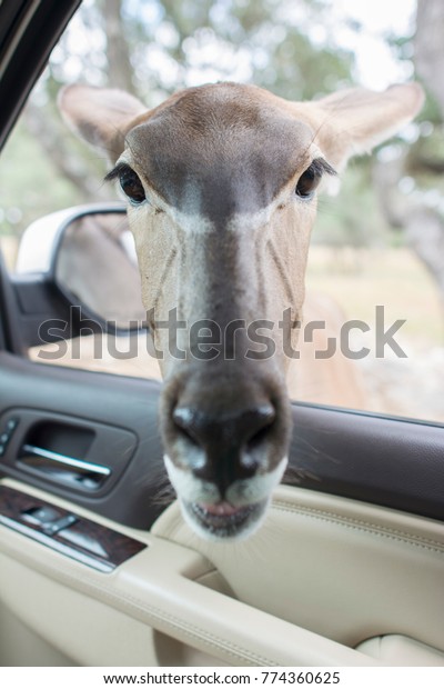 a deer poking his head
into a car