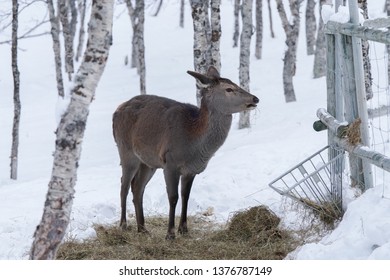 Deer In Polar Park Norway                               