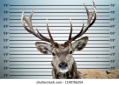 Deer Police Mugshot Line Up