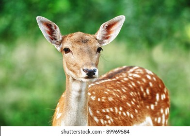 Deer Portrait - Hdr