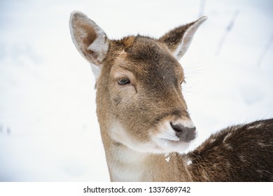 Deer portrait (head)