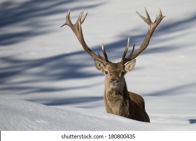 Deer portrait on the snow background