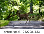 A deer poses in the middle of a paved path at Don Carter State Park in North Georgia