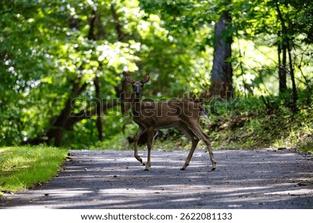 A deer poses in the middle of a paved path at Don Carter State Park in North Georgia
