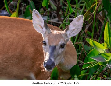 Deer posing between snacking in the rough