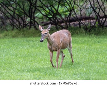 133 Prancing deer Stock Photos, Images & Photography | Shutterstock