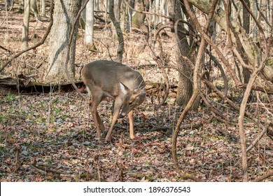 Deer At Radnor Lake State Park, Nashville, Tennessee. 