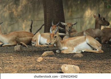 Deer In Rajiv Gandhi Zoological Park Pune