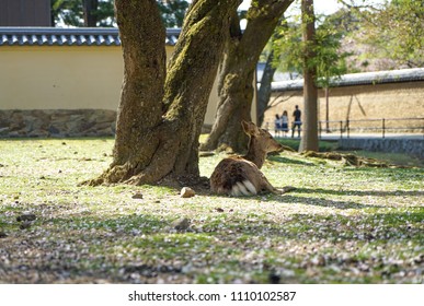 Deer relax under Cherry tree at Nara area 
