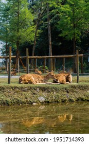 Deer Relaxing By The Detention Basin On A Ranch