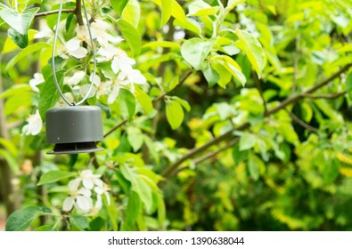 Deer Repellent Hanging On A Blooming Apple Tree