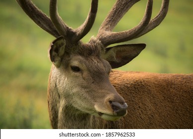 deer at rest on mountain