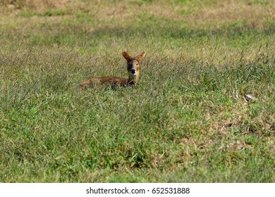 Deer resting