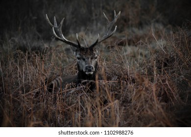 Deer resting in forest
