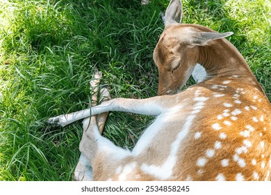 Deer resting in a grassy area. The deer has a light brown coat with white spots, typical of fawns and some adult deer. Deer resting in the green park. - Powered by Shutterstock