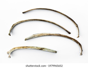 486 Deer jaw bone Images, Stock Photos & Vectors | Shutterstock
