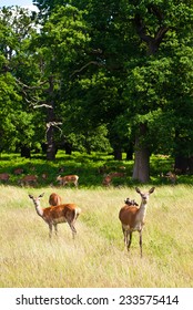 Deer In Richmond Park, London