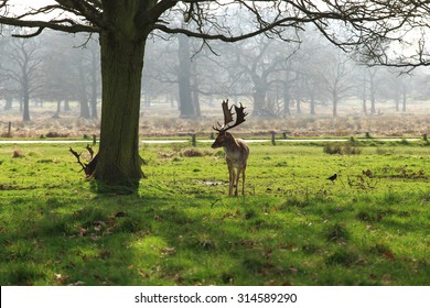 A Deer In Richmond Park, London